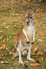 Naklejka na ściany i meble Close up of a single kangaroo in a steppe in autumn