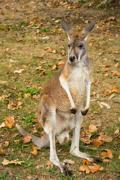 Close up of a single kangaroo in a steppe in autumn