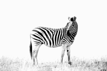 Fototapeta na wymiar Zebra High-key