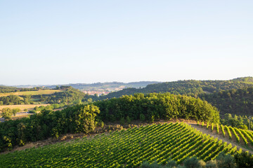 Fototapeta premium Toscana , campagna toscana vigneti e colline 