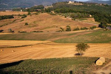 Fototapeta na wymiar Toscana , campagna toscana vigneti e colline 