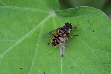 große Schwebfliege