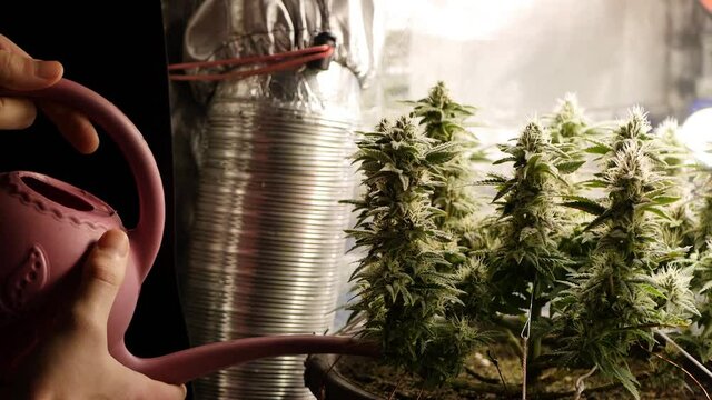 Close up watering cannabis plant. Cultivation of weed. 4k video. Indoor gardening concept 