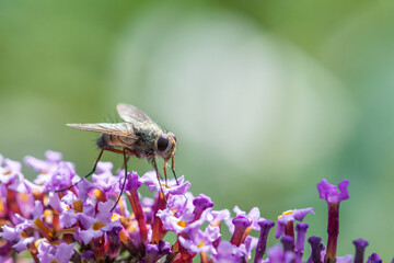A fly feeding like a butterfly on a flower