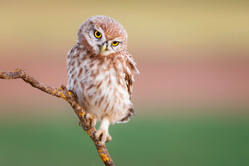 Little owl. Colorful nature background. Athene noctua.  
