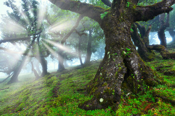 Old cedar tree in Fanal forest - Madeira island. Portugal.