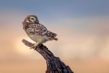 Little owl. Colorful sunset nature background. Athene noctua.  