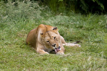 Grooming African lioness