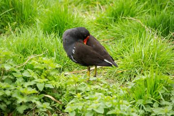 Moorhen preening her plumage