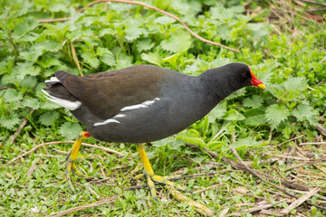 Moorhen looking for food in the grass