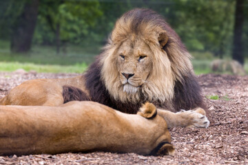 Fototapeta na wymiar Male African lion lying in grassland