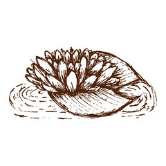 Water flower. Hand draw Vector illustration of lotus lily. Ink illustration