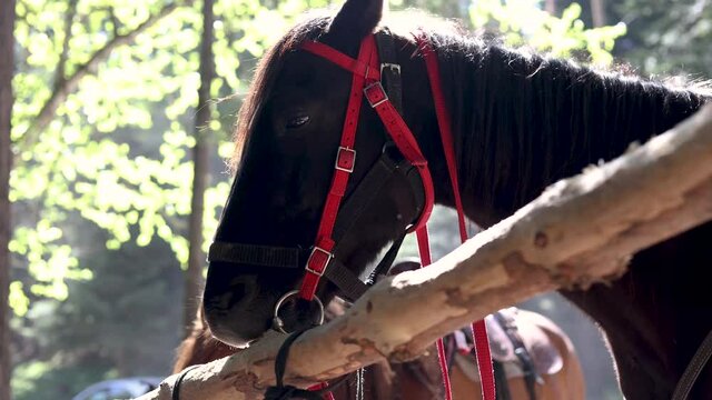 a horse gnaws on a tree in the summer in the woods. outdoor stables. video about animals. high quality video