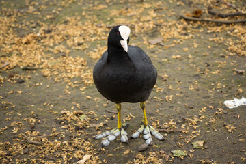 Coot in the London park 