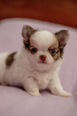 adorable purebred chihuahua puppy bicolor 