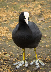 Coot in the London park - Closeup