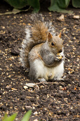 Closeup of a cute wild squirrel eats nut