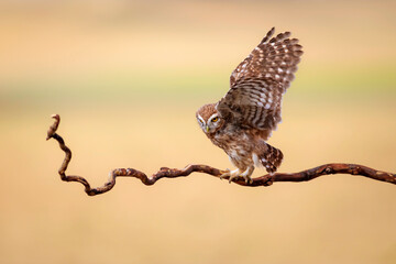 Little owl. Colorful nature background. Athene noctua.  