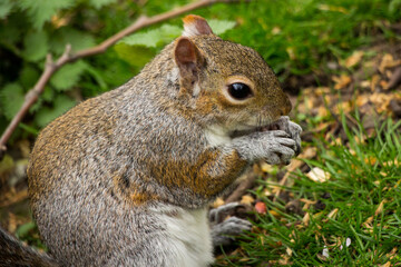 Closeup of a cute wild squirrel eats nut