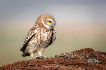 Little owl. Colorful nature background. Athene noctua.  