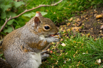 Closeup of a cute wild squirrel eats nut