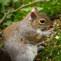 Closeup of a cute wild squirrel eats nut