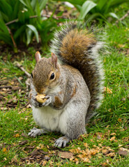 Naklejka na ściany i meble Closeup of a cute wild squirrel eats nut