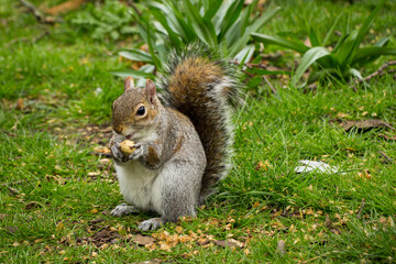 Naklejka na ściany i meble Closeup of a cute wild squirrel eats nut