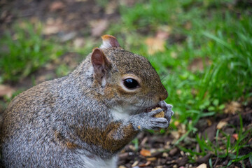Closeup of a cute wild squirrel eats nut