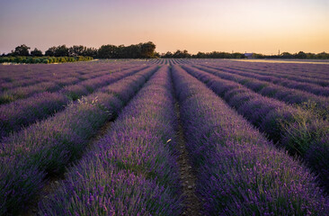 Fototapeta na wymiar lavender field region in Provence