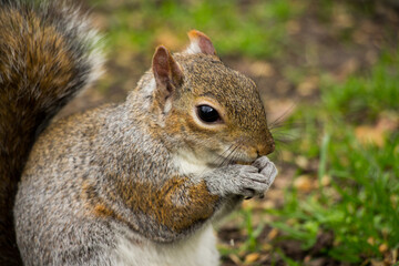 Closeup of a cute wild squirrel eats nut