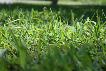 grass blade green lawn yard home