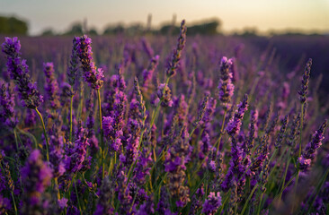 field of lavender Provence