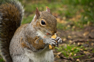 Closeup of a cute wild squirrel eats nut