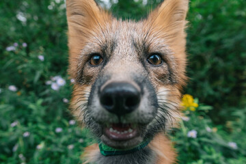 Domestic fox for a walk in the woods. Beautiful fox close-up 