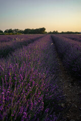 Plakat lavender field in region Provence