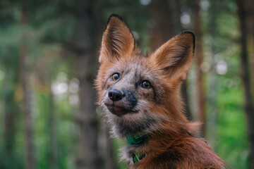 Domestic fox for a walk in the woods. Beautiful fox close-up 