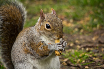 Closeup of a cute wild squirrel eats nut
