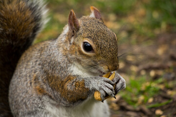 Naklejka na ściany i meble Closeup of a cute wild squirrel eats nut 
