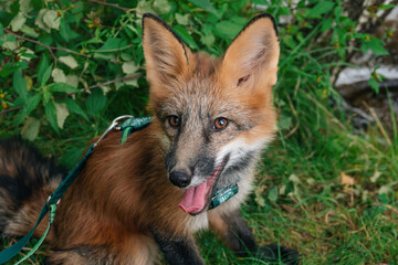Domestic fox for a walk in the woods. Beautiful fox close-up 