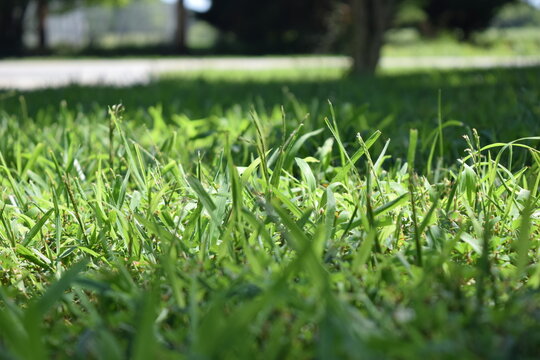 grass blade green lawn yard home