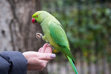 Rose-ringed parakeet eating a peanut sitting on a humans hand