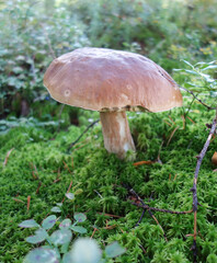 Wild mushroom