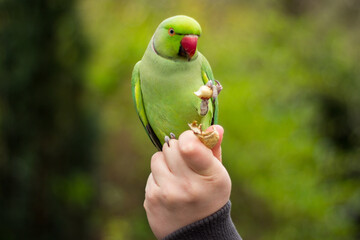 Rose-ringed parakeet eating a peanut sitting on a humans hand
