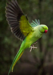 Rose-ringed parakeet mid-air snapshot - side view
