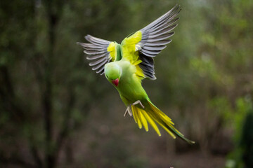 Rose-ringed parakeet mid-air snapshot - frontside looking down