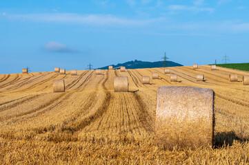 Wheat field after harvest II