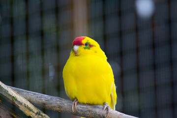 Zitronengelber Sittich in Nahaufnahme