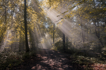 Wald mit Nebel im Herbst