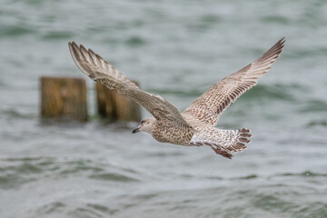 Fliegende Möwe über der Ostsee